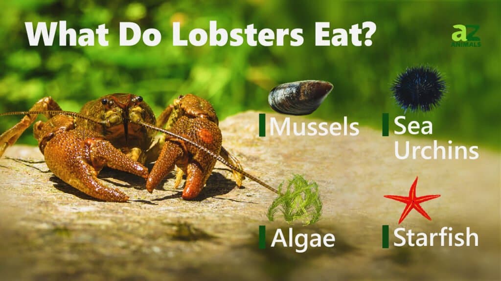 What Do Lobsters Eat