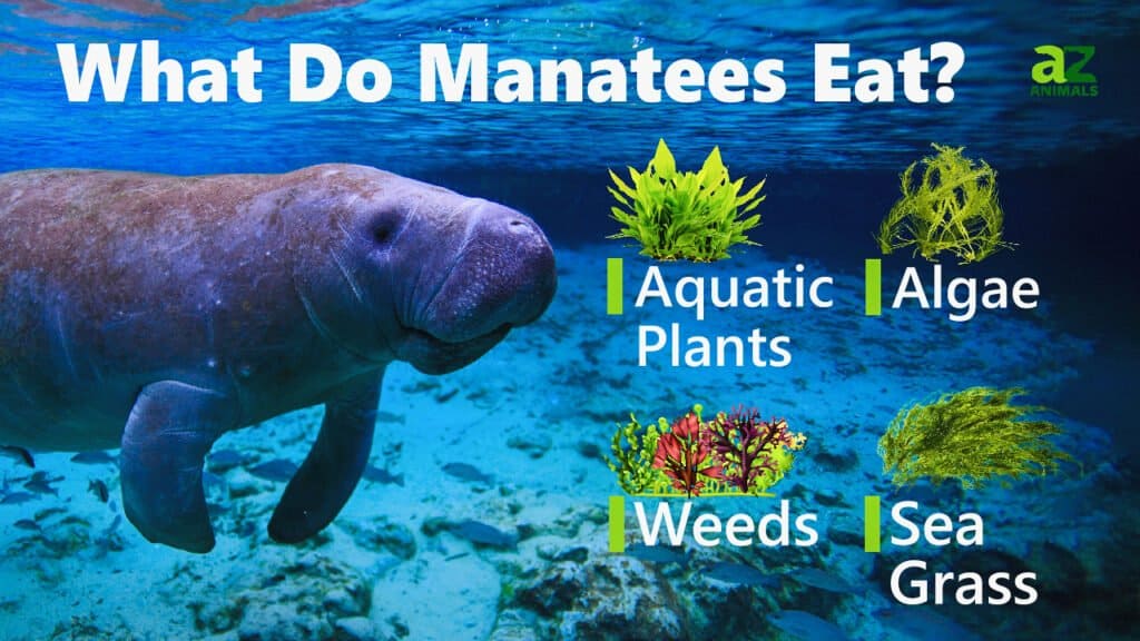 What Do Manatees Eat? 9 Foods In Their Diet - A-Z Animals