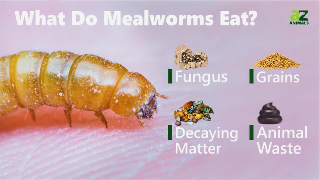 What Do Mealworms Eat? AZ Animals