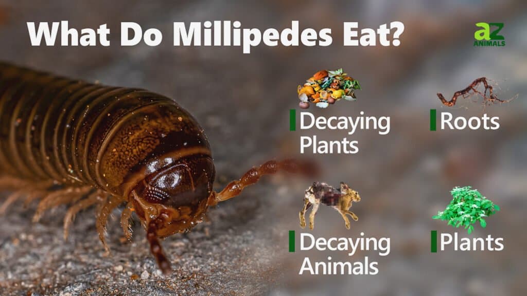 What Do Millipedes Eat