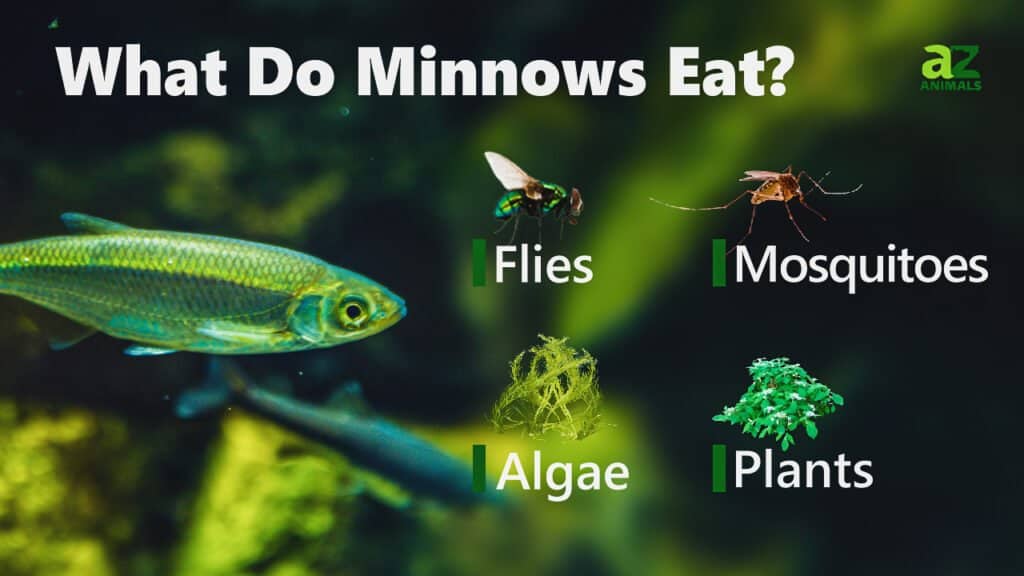 Minnows กินอะไร