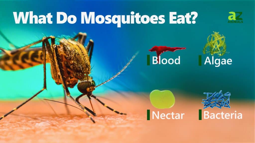 What Do Mosquitos Eat