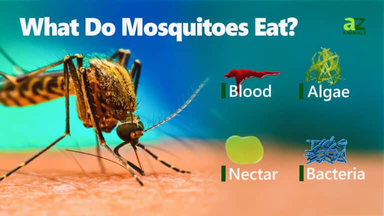 What Do Mosquitoes Eat? The Surprising Foods They Eat - A-Z Animals