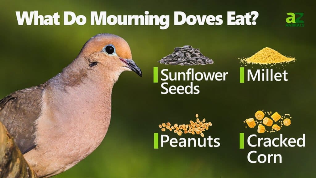 What Do Mourning Doves Eat A Z Animals