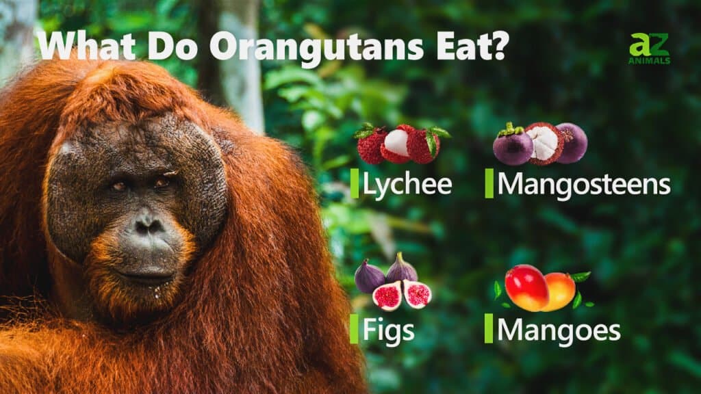 What Do Orangutans Eat? - IMP WORLD