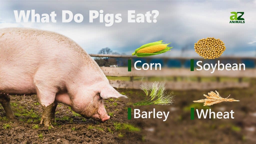 What Do Pigs Eat  1024x576 