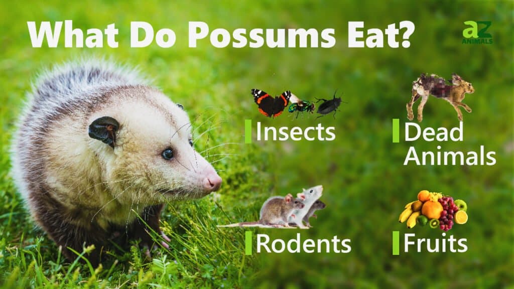 Que Mangent Les Opossums? Animaux AZ Hispanic Net