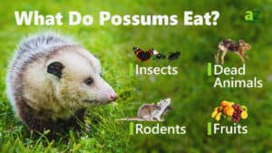 What Do Possums Eat A Z Animals   What Do Possums Eat 300x169 