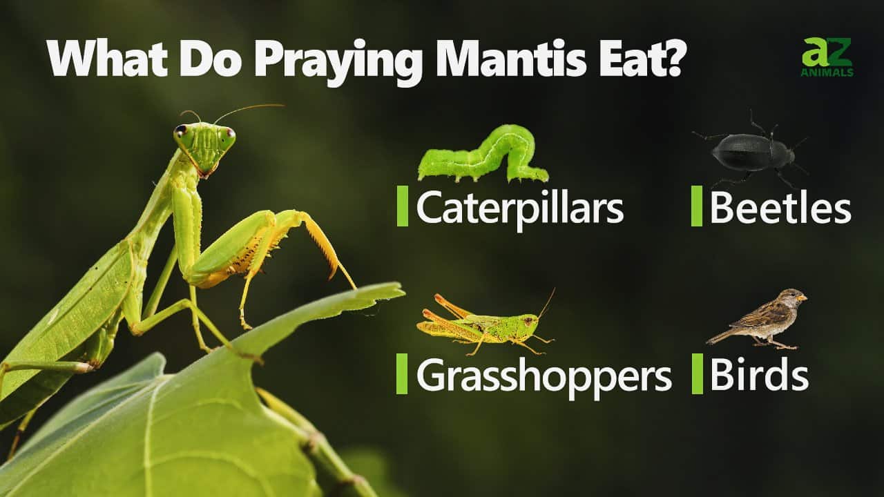 What Do Praying Mantis Eat? - A-Z Animals