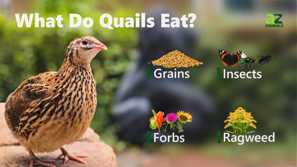 What Do Quails Eat? Their 5+ Favorite Foods AZ Animals