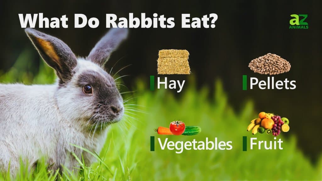 What Do Rabbits Eat? AZ Animals