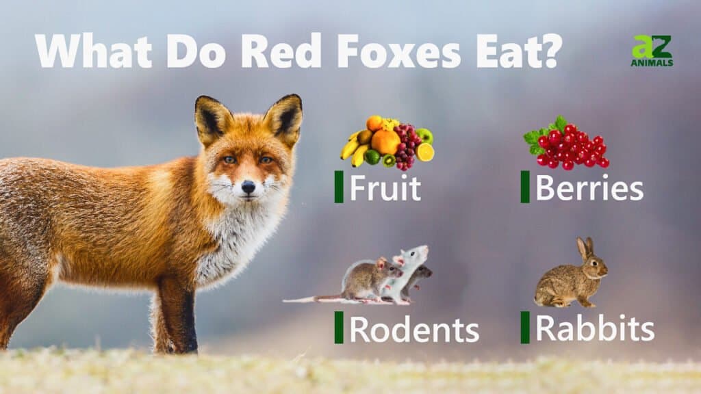 What Do Red Foxes Eat