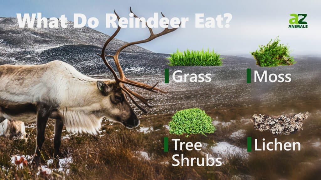 what reindeer eat