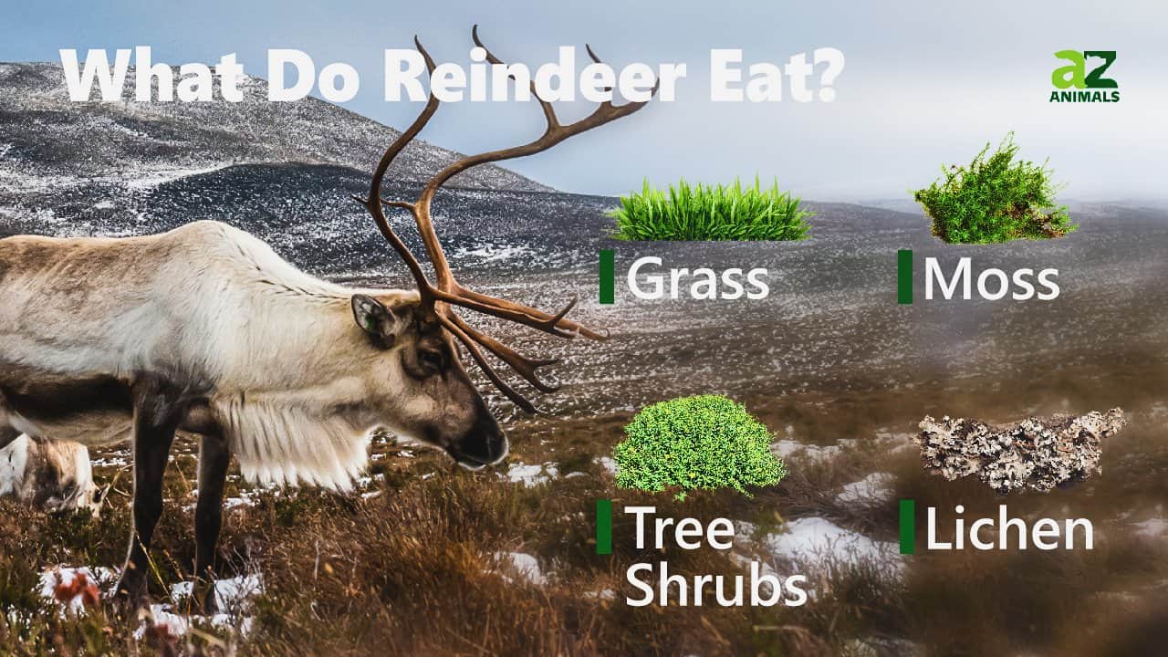  What Do Reindeer Eat 7 Important Foods For Their Diet IMP WORLD