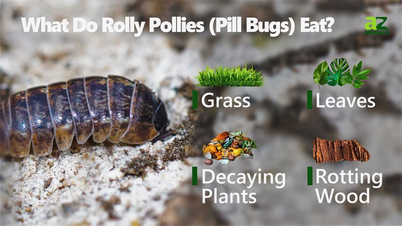 What Do Rolly Pollies Eat? AZ Animals