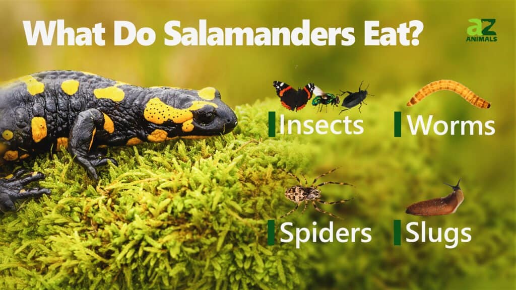 What Do Salamanders Eat image