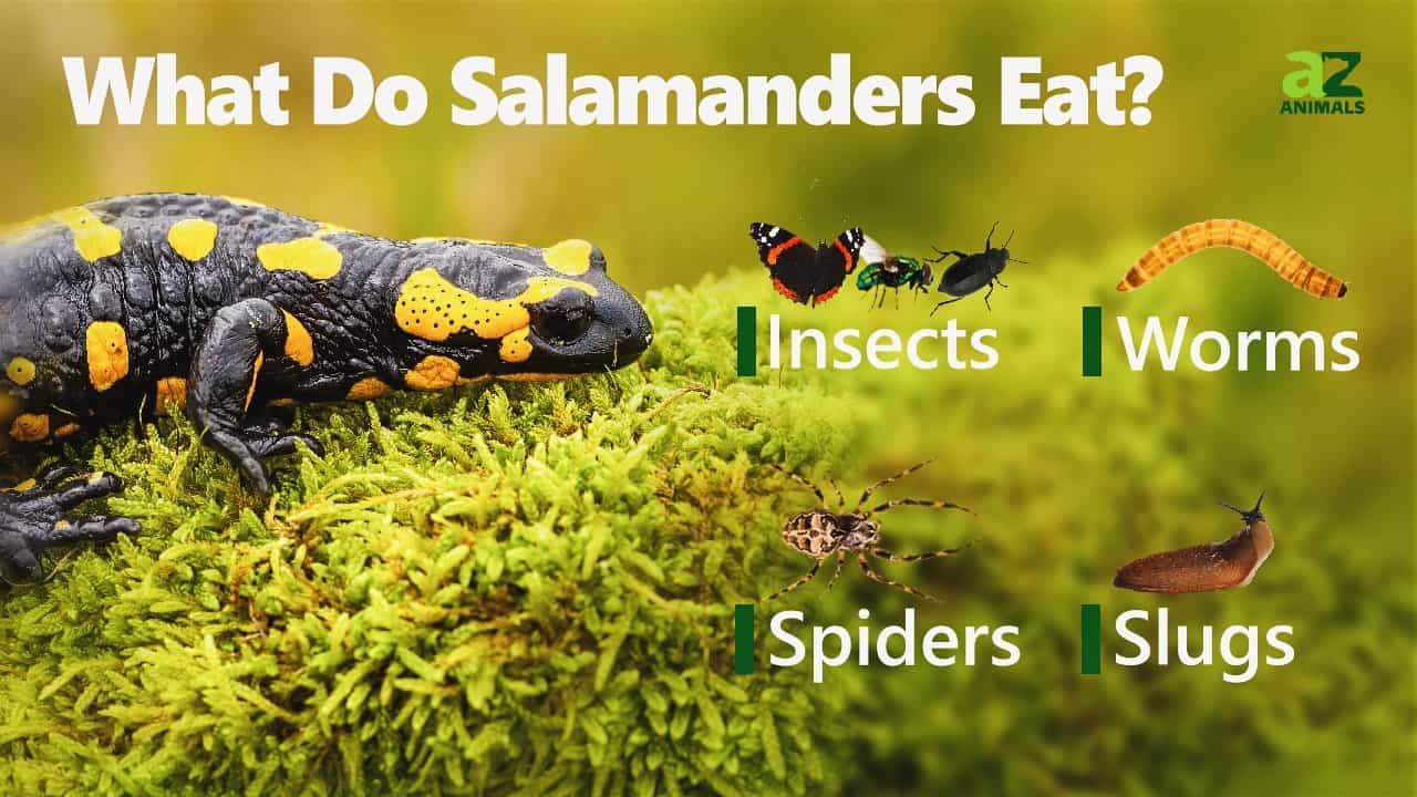 pet salamanders types