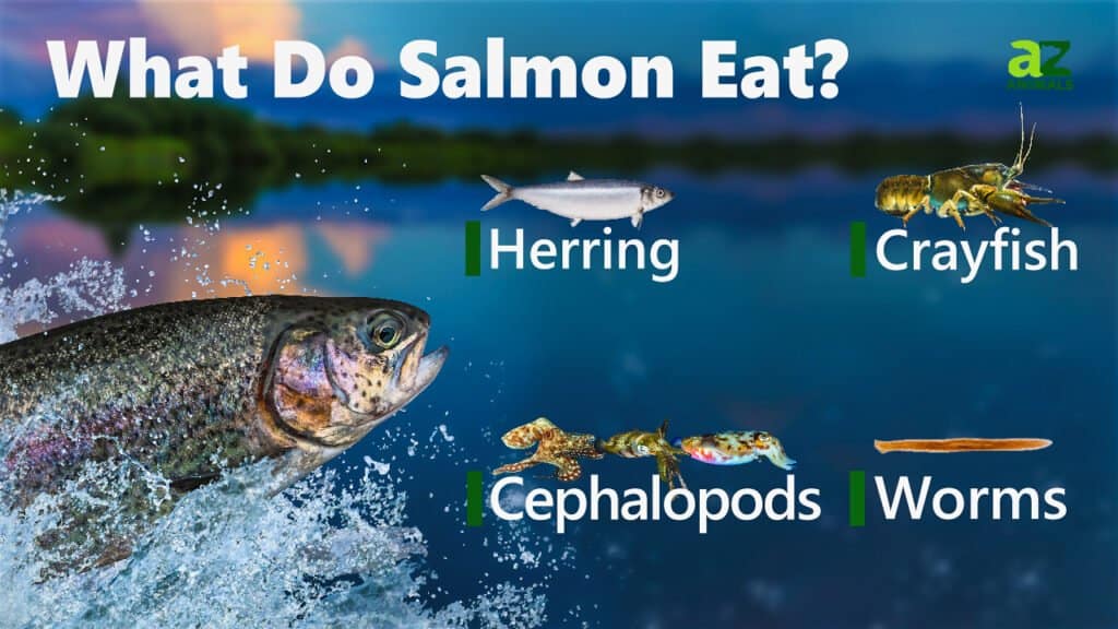 what do salmon eat