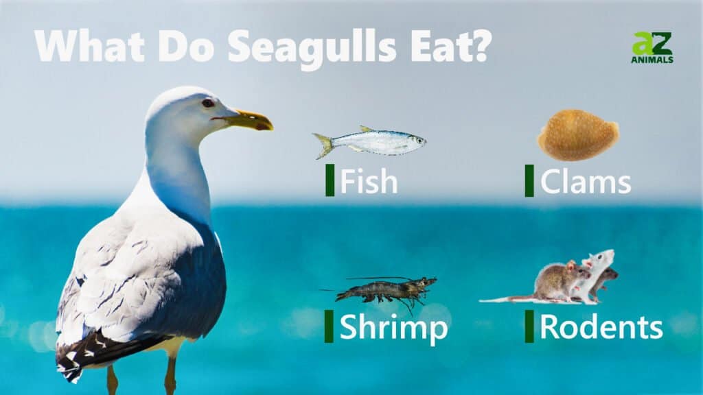 what seagulls eat