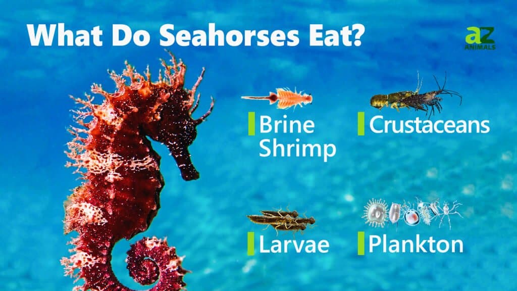 What Do Seahorses Eat? 15+ Foods They Crave - IMP WORLD