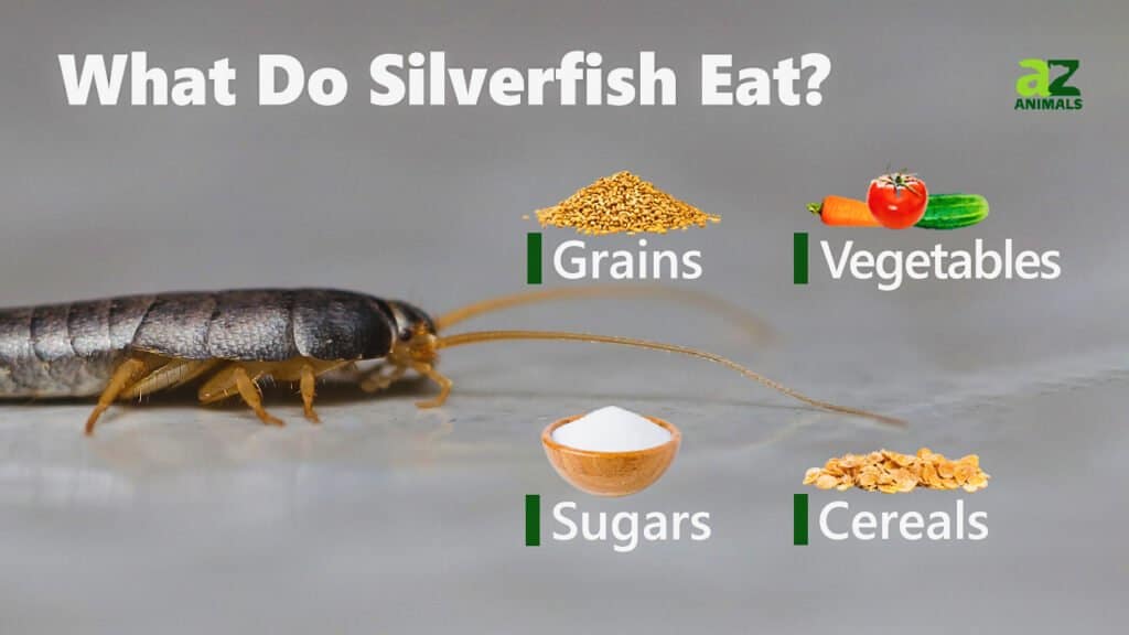 What Do Silverfish Eat? 15+ Foods They Like - A-Z Animals