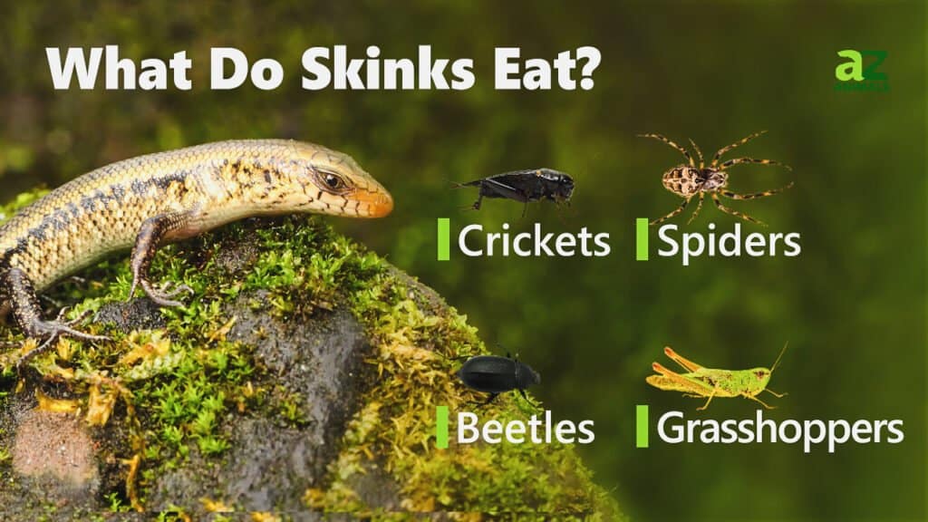 What Do Skinks Eat