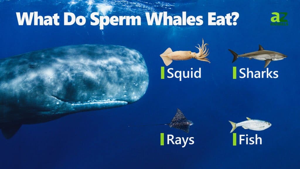 What Do Sperm Whales Eat? 8 Common Foods In Their Diet - A-Z Animals