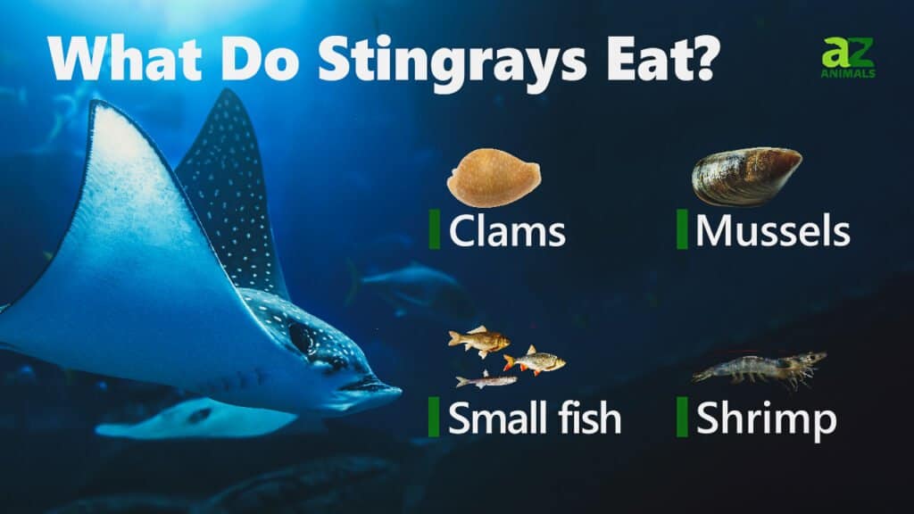 What Do Stingrays Eat
