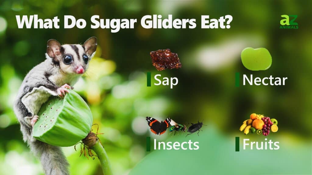 Sugar gliders have an extensive list of dietary needs.