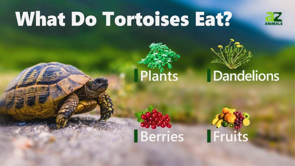 indian tortoise food list