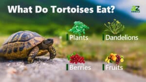 Tortoise Animal Facts - A-Z Animals