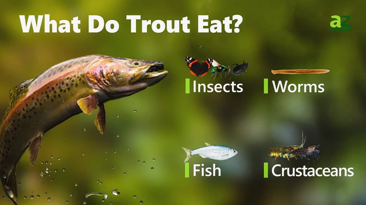 what-do-trout-eat-everything-you-always-wanted-to-know-more-az-animals