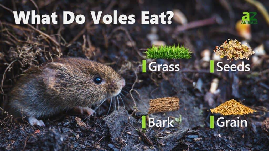 What Do Voles Eat