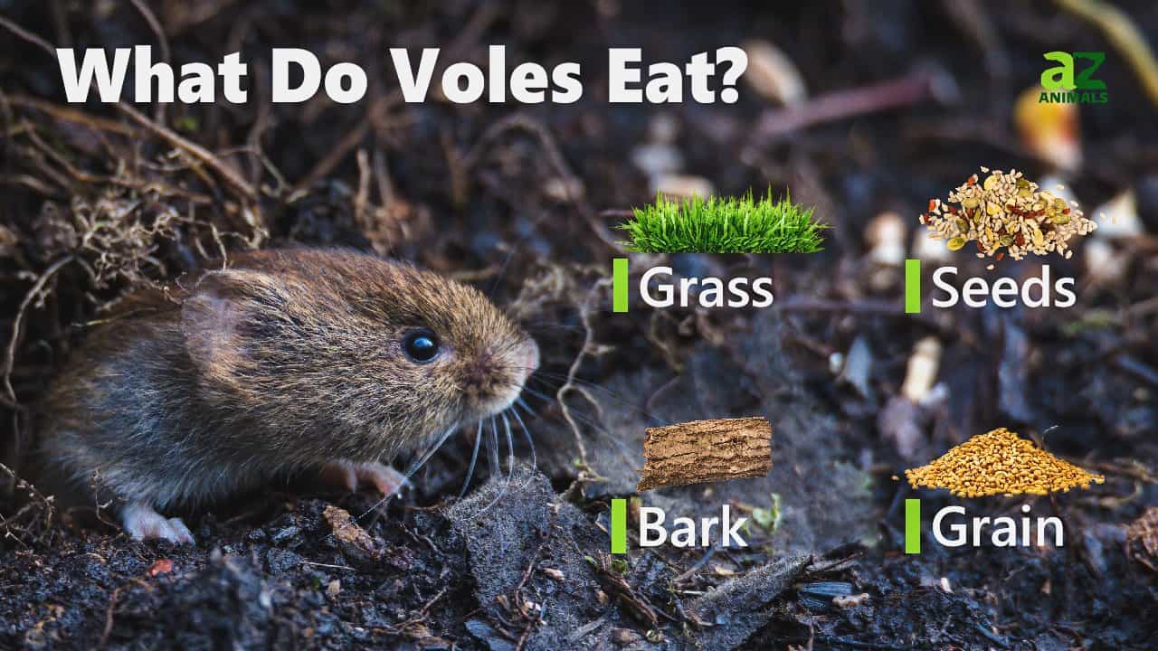 What Do Voles Eat? 20+ Foods These Rodents Consume AZ Animals