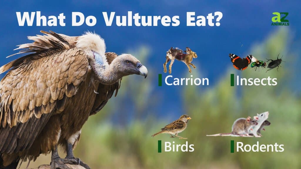 Black Vulture vs Turkey Vulture: The Main Differences Explained - A-Z ...