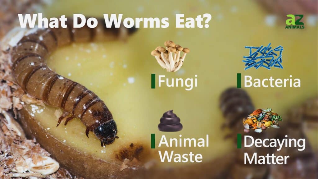 do worms eat leaves