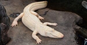 Watch This Albino Alligator Smile Like a Child at Her Spa Day photo