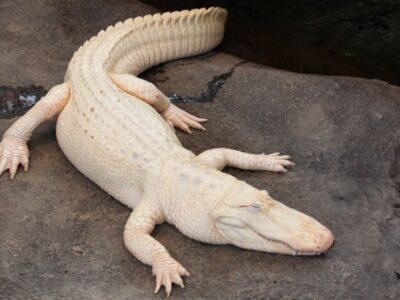 A Watch This Albino Alligator Smile Like a Child at Her Spa Day