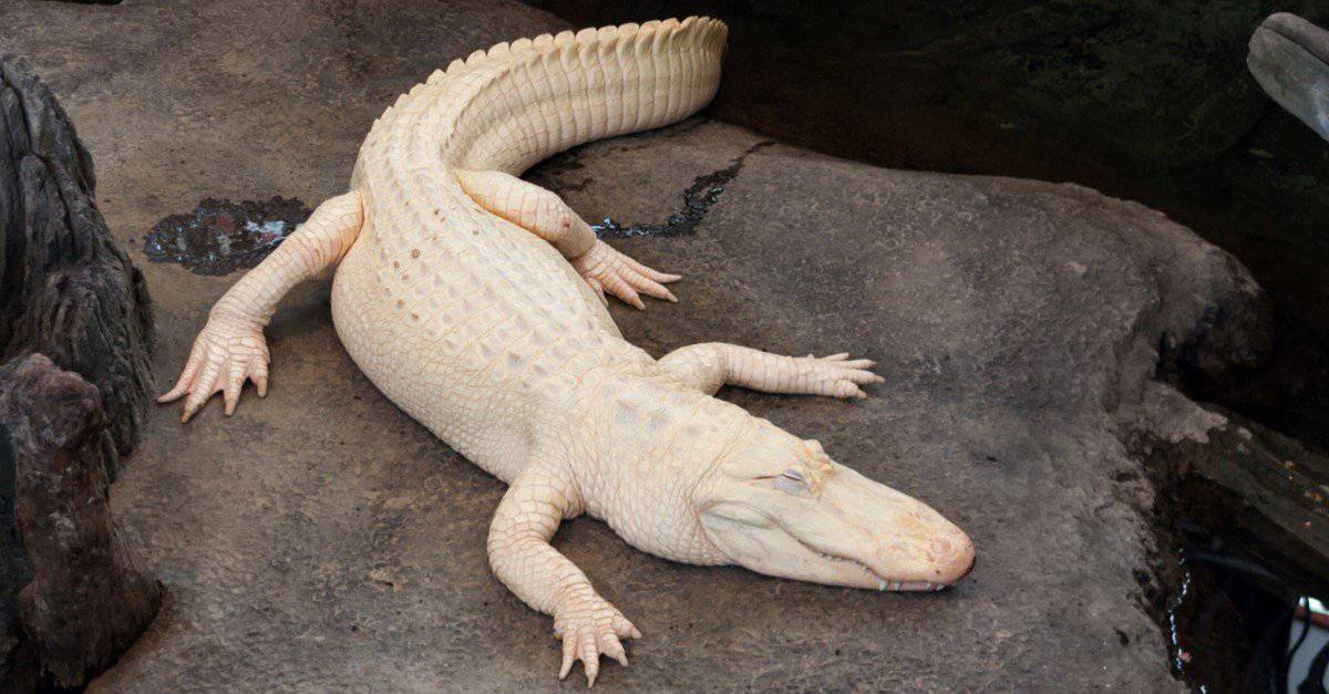 White Animals - Albino Alligator