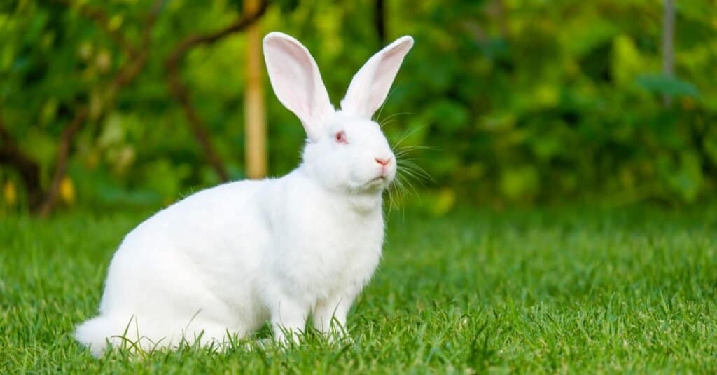 สัตว์สีขาว - กระต่ายเผือก