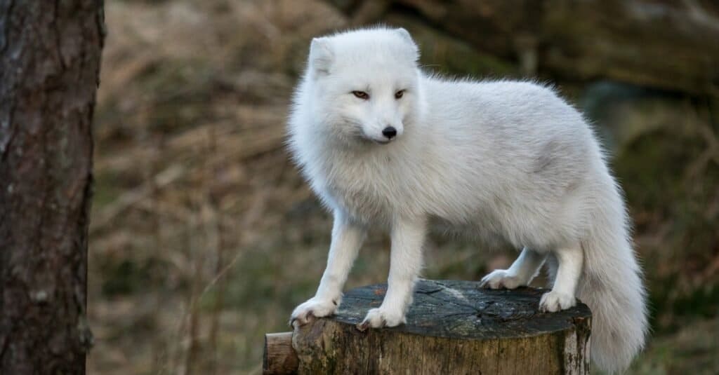 White Animals