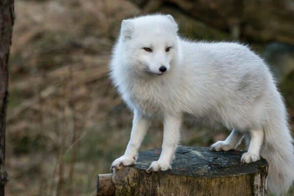 Arctic fox, Vulpes lagopus, in its white winter camouflage fur as a white animal.