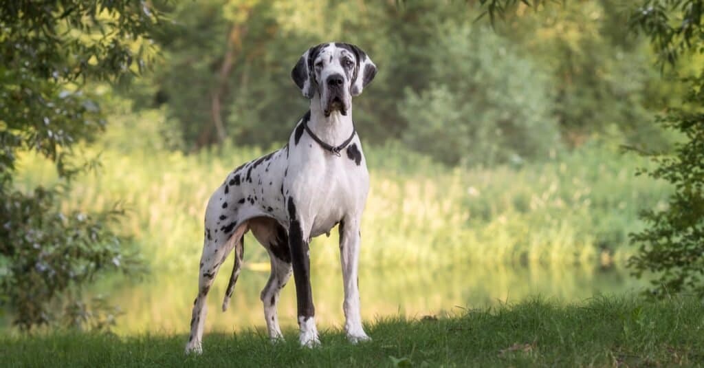 Dalmatian great best sale dane mix puppies