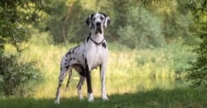 The Largest Great Dane Ever Picture