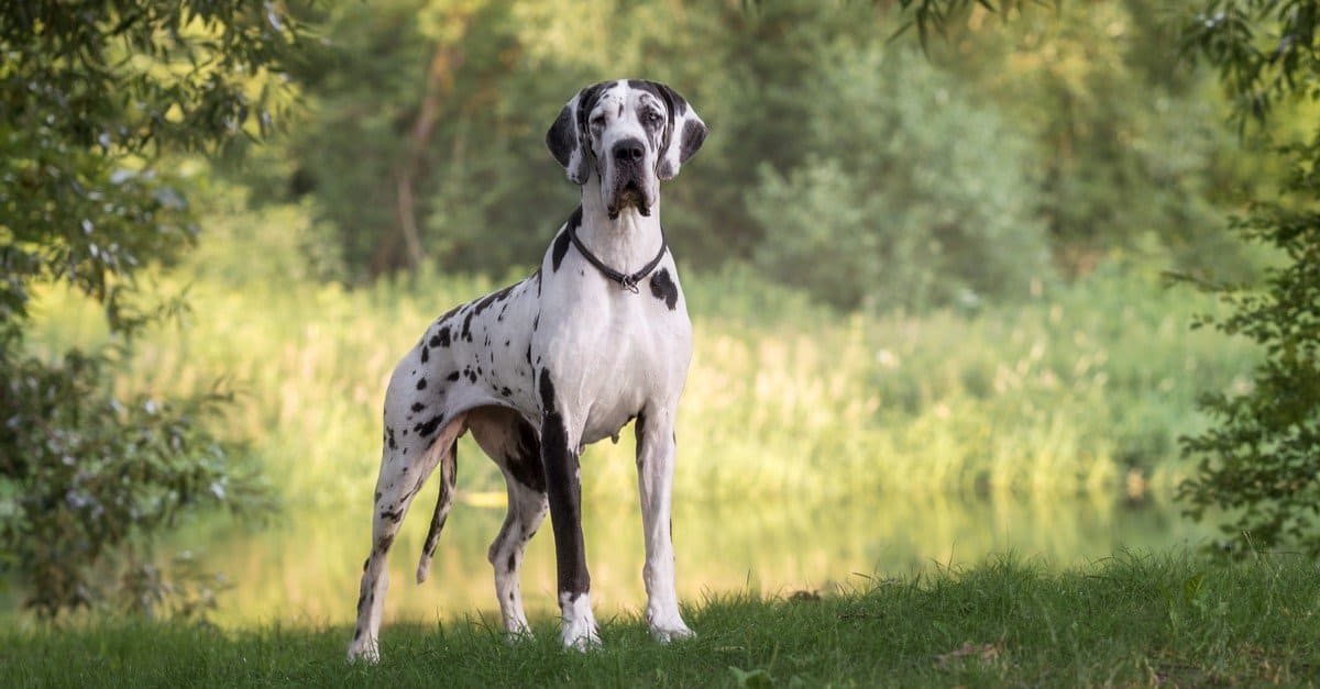 george the great dane as a puppy