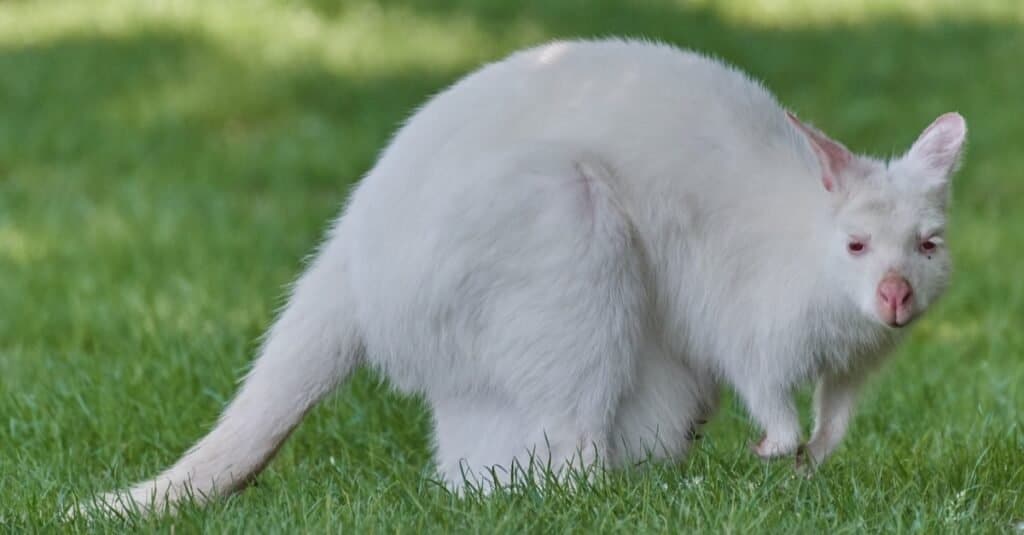 สัตว์สีขาว - จิงโจ้ขาว