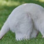A white kangaroo, one of the very rare white animals, sitting on the grass.
