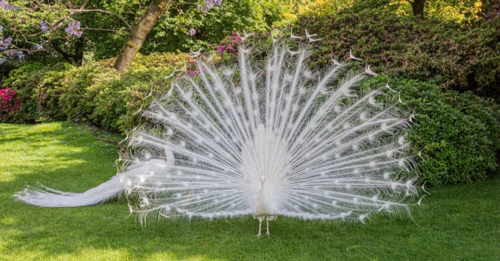 White Animals - White Peacock