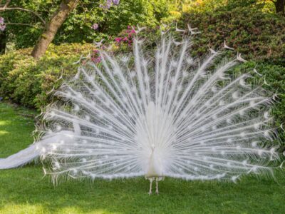 A White Peacocks: 5 Pictures and Why They’re So Rare