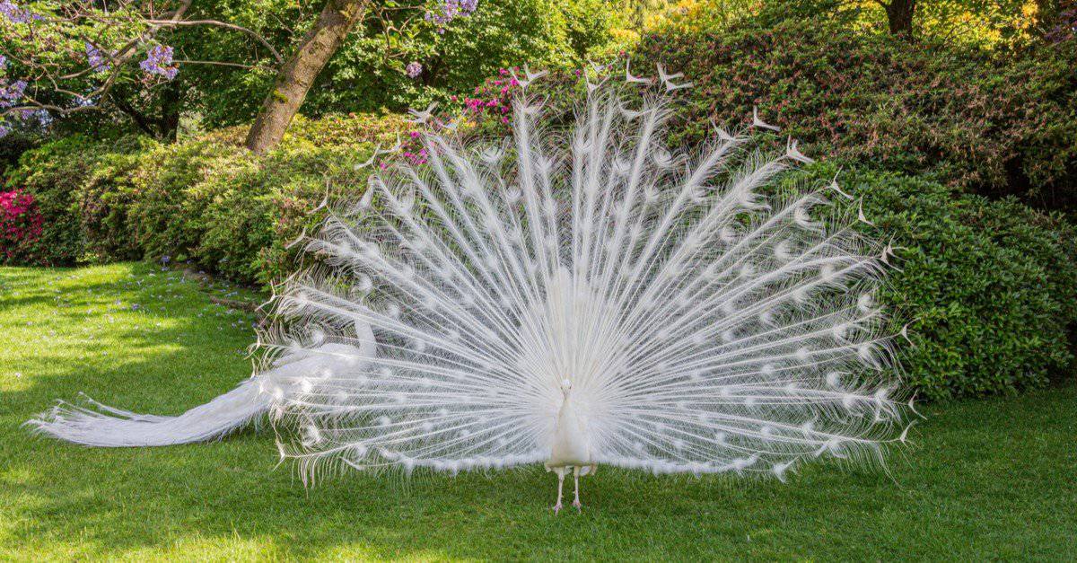 Spectacular sight of White Peacock at Bengal Safari  Spectacular sight of  White Peacock at Bengal Safari The white peacock is a symbol of pure light  and unconditional love. The white peacock